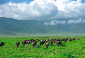 Exp&eacute;dition en Afrique de l'Est - Circuit safari en Tanzanie et au Kenya - Parcs du Lac Naivasha, Lac Nakuru, Masai Mara, Lac Victoria, Serengeti, Ngorongoro, et deux nuits dans un village Masai - Voyage d'aventure sous la tente - Absolu Voyages