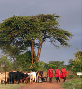 Exp&eacute;dition en Afrique de l'Est - Circuit safari en Tanzanie et au Kenya - Parcs du Lac Naivasha, Lac Nakuru, Masai Mara, Lac Victoria, Serengeti, Ngorongoro, et deux nuits dans un village Masai - Voyage d'aventure sous la tente - Absolu Voyages