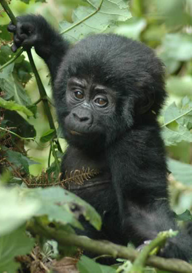 Voyage d'aventure safari en Ouganda - Aux sources du Nil et safaris &agrave; la recherche des derniers gorilles des montagnes et des chimpanz&eacute;s - Absolu Voyages