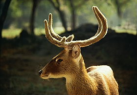 Voyage individuel privatif en voiture avec chauffeur privatis&eacute; en Inde - Tigres et Temples, safaris &agrave; la recherche des derniers tigres du Bengale dans les r&eacute;serves de Corbett et Bandhavgarh, et visite des temples de Khajuraho, du Taj Mahal, de Jaipur... - Absolu Voyages
