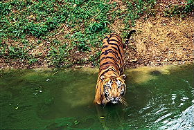 Voyage individuel privatif en voiture avec chauffeur privatis&eacute; en Inde - Tigres et Temples, safaris &agrave; la recherche des derniers tigres du Bengale dans les r&eacute;serves de Corbett et Bandhavgarh, et visite des temples de Khajuraho, du Taj Mahal, de Jaipur... - Absolu Voyages