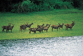 Voyage individuel privatif en voiture avec chauffeur privatis&eacute; en Inde - Tigres et Temples, safaris &agrave; la recherche des derniers tigres du Bengale dans les r&eacute;serves de Corbett et Bandhavgarh, et visite des temples de Khajuraho, du Taj Mahal, de Jaipur... - Absolu Voyages
