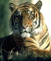 Voyage individuel privatif en voiture avec chauffeur privatis&eacute; en Inde - Tigres d'Inde et du N&eacute;pal, safari &agrave; la recherche des derniers tigres du Bengale dans les r&eacute;serves de Kanha, Chitwan et Bandhavgarh, et visite des temples de Khajuraho, de  B&eacute;nares (Varanasi) et Katmandou - Absolu Voyages
