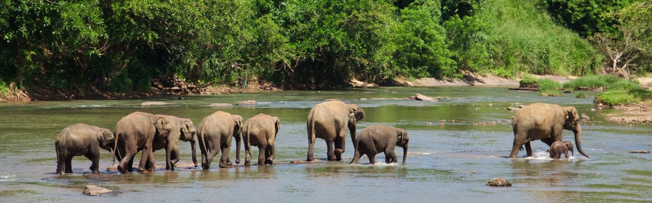 Voyages, circuits, séjours, safaris en Inde avec Absolu Voyages