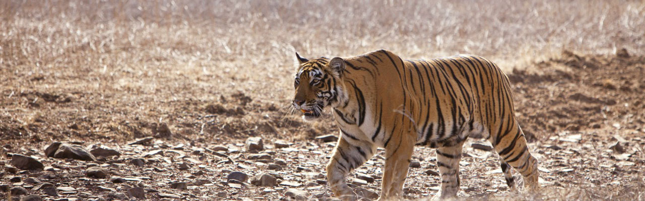 Safari nord inde à la recherche des tigres et découverte des Temples - Absolu Voyages