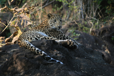 Safari nord inde à la recherche des tigres et découverte des Temples - Absolu Voyages