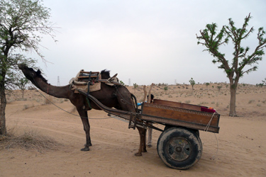 Voyage découverte Inde Rajasthan désert du thar et taj Mahal - Absolu Voyages