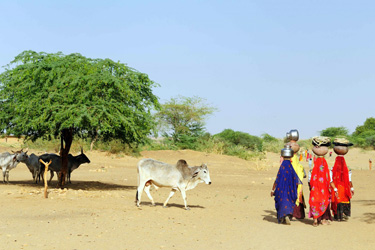 Voyage découverte Inde Rajasthan désert du thar et taj Mahal - Absolu Voyages