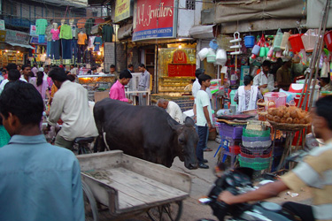 Voyage au coeur du Rajasthan, palais et splendeurs avec Absolu Voyages