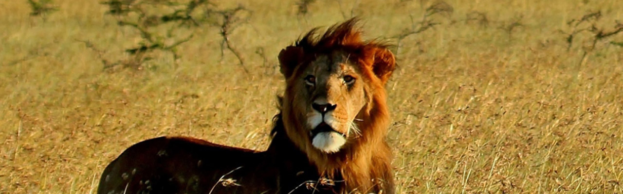 Safari voyages vacances Kenya en Famille avec Absolu Voyages