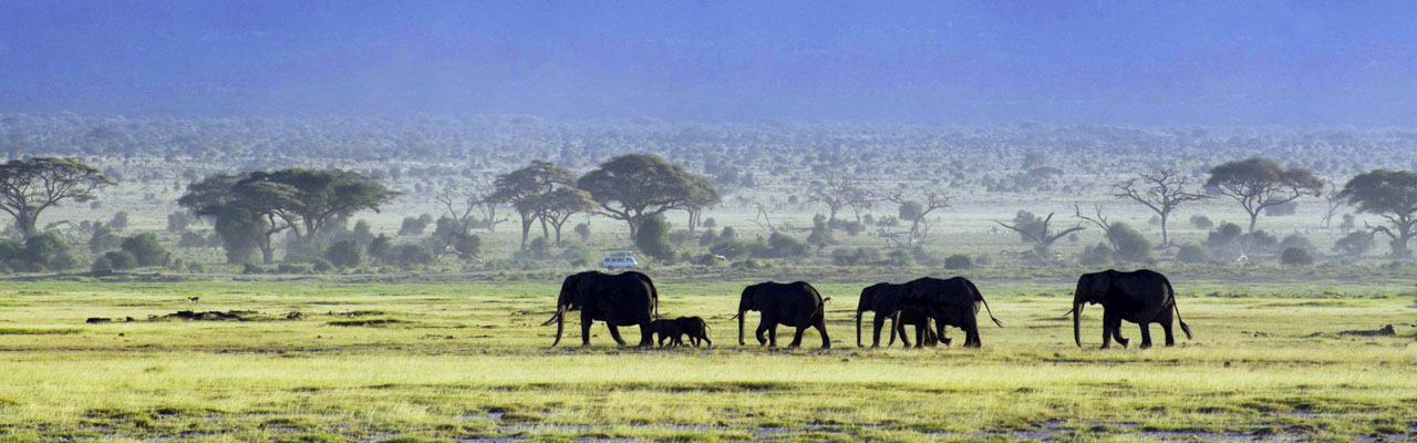 Dictionnaire de voyage pour vous guider lors de vos safaris avec ABSOLU VOYAGES