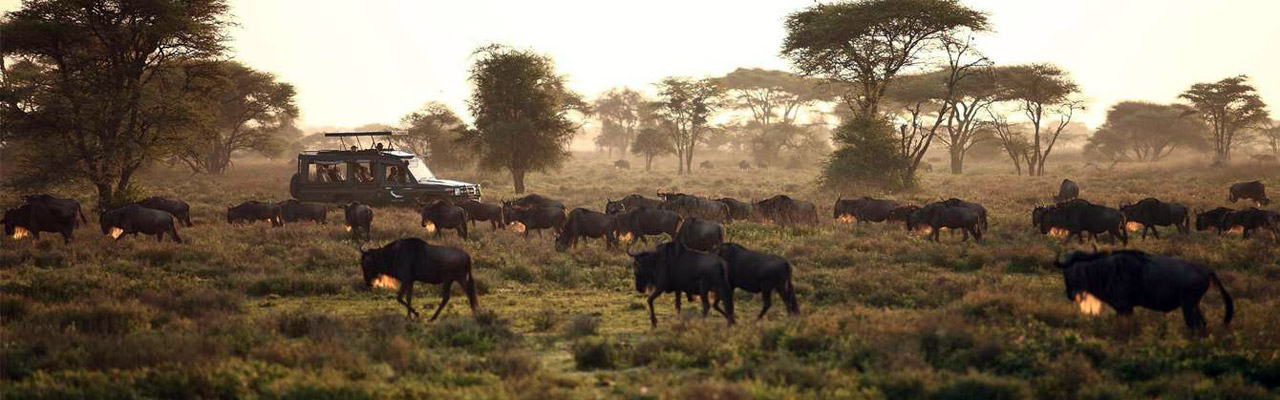 Safari d'exception dans le Masai Mara au Kenya - Absolu Voyages