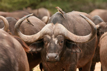 Safari d'exception dans le Masai Mara au Kenya - Absolu Voyages