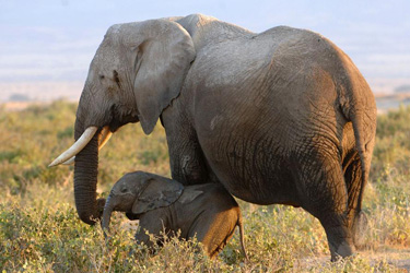 Safari d'exception dans le Masai Mara au Kenya - Absolu Voyages