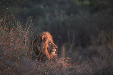 Safari d'exception dans le Masai Mara au Kenya - Absolu Voyages