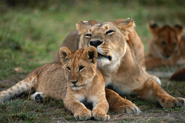 Safari d'exception dans le Masai Mara au Kenya - Absolu Voyages