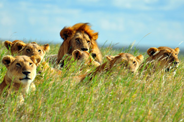 Safari d'exception dans le Masai Mara au Kenya - Absolu Voyages