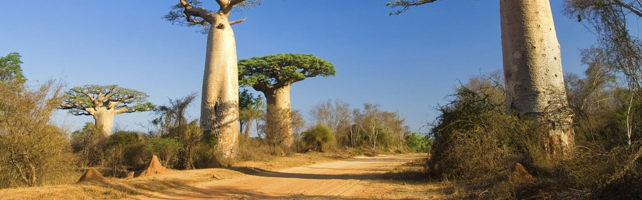 Voyages, vacances, aventure et sejour à Madagascar avec Absolu Voyages