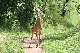 Dico guide spécial safaris - informations et noms français et anglais des principaux animaux que vous rencontrerez lors de votre safari en Afrique - Absolu Voyages