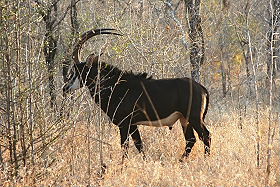 Dico guide spécial safaris - informations et noms français et anglais des principaux animaux que vous rencontrerez lors de votre safari en Afrique - Absolu Voyages