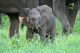 Absolu Voyages - Informations et conseils pratiques sur les safaris en Afrique - Photo, vid&eacute;o, bagages, devises, pourboires, traditions... - Afrique du Sud, Botswana, Namibie, Zambie, Mozambique, Malawi, Tanzanie, Kenya, Zanzibar, Mozambique