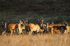 Dico guide spécial safaris - informations et noms français et anglais des principaux animaux que vous rencontrerez lors de votre safari en Afrique - Absolu Voyages