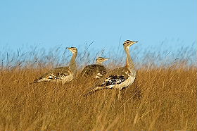 Dico guide spécial safaris - informations et noms français et anglais des principaux animaux que vous rencontrerez lors de votre safari en Afrique - Absolu Voyages