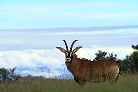 Dico guide spécial safaris - informations et noms français et anglais des principaux animaux que vous rencontrerez lors de votre safari en Afrique - Absolu Voyages