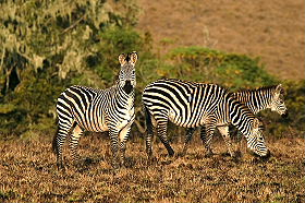 Absolu Voyages - Informations et conseils pratiques sur les safaris en Afrique - Photo, vid&eacute;o, bagages, devises, pourboires, traditions... - Afrique du Sud, Botswana, Namibie, Zambie, Mozambique, Malawi, Tanzanie, Kenya, Zanzibar, Mozambique