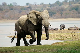 Absolu Voyages - Informations et conseils pratiques sur les safaris en Afrique - Photo, vid&eacute;o, bagages, devises, pourboires, traditions... - Afrique du Sud, Botswana, Namibie, Zambie, Mozambique, Malawi, Tanzanie, Kenya, Zanzibar, Mozambique