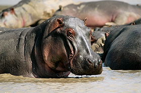 Dico guide spécial safaris - informations et noms français et anglais des principaux animaux que vous rencontrerez lors de votre safari en Afrique - Absolu Voyages