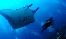 Voyage &agrave; la carte, s&eacute;jour en h&ocirc;tels aux Maldives sur l'&icirc;le de Bandos Island - diff&eacute;rentes cat&eacute;gories d'h&eacute;bergement de la chambre standard aux villas et bungalows sur pilotis - Absolu Voyages