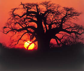 Circuit-aventure de 2 semaines hors des sentiers battus en Namibie, du D&eacute;sert du Namib au Parc d'Etosha en passant par les dunes de Sossusvlei, Swakopmund, le pays Himba, le Damaraland et le Kaokoland, &agrave; un prix imbattable, avec h&eacute;bergement en bivouac et en auberges - Absolu Voyages