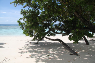Carnet de voyage aux Seychelles - Mahe, Praslin, La Digue, Silhouette, Sainte Anne - H&ocirc;tels Labriz, Constance Lemuria, Ephelia, Orangeraie, Hilton, Paradise Sun, Coco de Mer, Black Parrot, Beachcomber Sainte Anne - Absolu Voyages - Carnets et albums photos