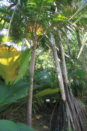 Carnet de voyage aux Seychelles - Mahe, Praslin, La Digue, Silhouette, Sainte Anne - H&ocirc;tels Labriz, Constance Lemuria, Ephelia, Orangeraie, Hilton, Paradise Sun, Coco de Mer, Black Parrot, Beachcomber Sainte Anne - Absolu Voyages - Carnets et albums photos