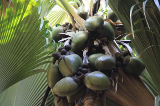 Carnet de voyage aux Seychelles - Mahe, Praslin, La Digue, Silhouette, Sainte Anne - H&ocirc;tels Labriz, Constance Lemuria, Ephelia, Orangeraie, Hilton, Paradise Sun, Coco de Mer, Black Parrot, Beachcomber Sainte Anne - Absolu Voyages - Carnets et albums photos