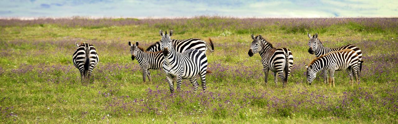 ABSOLU VOYAGES - votre agence spécialiste en safari en Afrique Australe