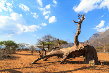 guide voyage tanzanie