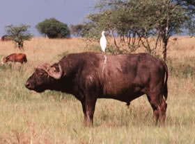 Absolu Voyages - Le sp&eacute;cialiste du safari sur mesure et du voyage &agrave; la carte en Tanzanie : h&eacute;bergement en lodges, camp de toile, camping mobile &eacute;conomique ou version confort, safaris &agrave; la d&eacute;couerte de la vie sauvage dans les Parcs et r&eacute;serves de Manyara, du Serengeti, du Ngorongoro, du Tarangire, du Selous, ascension du Kilimanjaro, s&eacute;jours &agrave; Zanzibar...