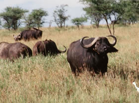 Exp&eacute;dition transafricaine, voyage - safari d'aventure de Johannesbourg &agrave; Nairobi, &agrave; travers l'Afrique du Sud, le Zimbabwe (ou le Botswana), les Chutes Victoria, la Zambie, safari en cano&eacute; sur le Zamb&egrave;ze, le Malawi, la Tanzanie, Zanzibar et le Kenya - Absolu Voyages