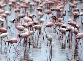 Safari &agrave; la carte dans le Nord de la Tanzanie : Ngorongoro, Serengeti et Manyara - Plusieurs niveaux de lodge au choix - Absolu Voyages