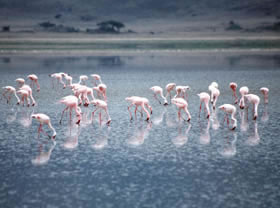 Dico guide spécial safaris - informations et noms français et anglais des principaux animaux que vous rencontrerez lors de votre safari en Afrique - Absolu Voyages