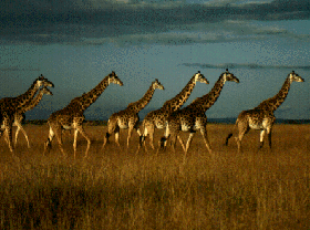 Safari &agrave; la carte dans le Nord de la Tanzanie : Ngorongoro, Serengeti et Manyara - Plusieurs niveaux de lodge au choix - Absolu Voyages