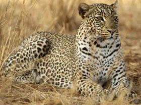 Safari &agrave; la carte dans le Nord de la Tanzanie : Ngorongoro, Serengeti et Manyara - Plusieurs niveaux de lodge au choix - Absolu Voyages