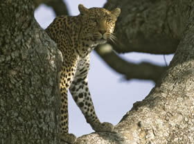 Safari - aventure &agrave; la carte en camping sous tente et 4x4 privatif dans le Nord de la Tanzanie : Ngorongoro, Serengeti et Manyara - Absolu Voyages