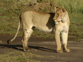 Safari privatif &agrave; la carte dans le Nord de la Tanzanie : Ngorongoro, Serengeti, Tarangire et Manyara - Plusieurs niveaux de lodge au choix - Absolu Voyages
