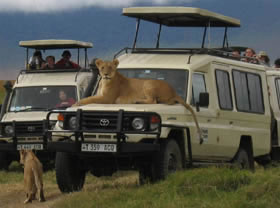 Safari - aventure &agrave; la carte en camping sous tente et 4x4 privatif dans le Nord de la Tanzanie : Ngorongoro, Serengeti et Manyara - Absolu Voyages