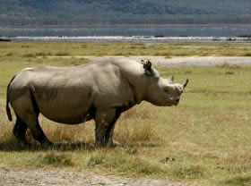 Safari privatif &agrave; la carte dans le Nord de la Tanzanie : Ngorongoro, Serengeti, Tarangire et Manyara - Plusieurs niveaux de lodge au choix - Absolu Voyages