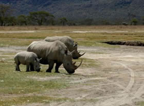 Safari - aventure &agrave; la carte en camping sous tente et 4x4 privatif dans le Nord de la Tanzanie : Ngorongoro, Serengeti et Manyara - Absolu Voyages