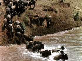 Safari - aventure &agrave; la carte en camping sous tente et 4x4 privatif dans le Nord de la Tanzanie : Ngorongoro, Serengeti et Manyara - Absolu Voyages